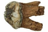 Pleistocene Fossil Manatee (Trichechus) Tooth - Florida #336166-1